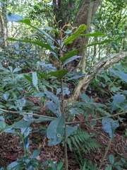 Ardisia sieboldii