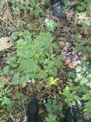 Cryptotaenia canadensis