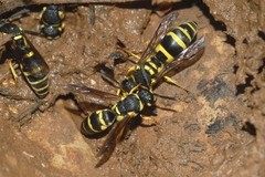 Odynerus reniformis