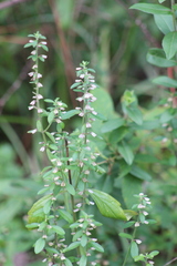 Scutellaria