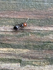 Crematogaster scutellaris