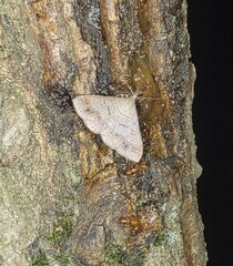 Renia flavipunctalis