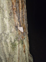 Renia flavipunctalis