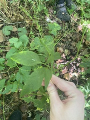 Cryptotaenia canadensis