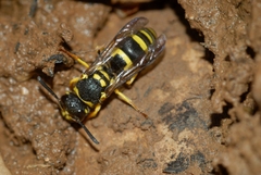 Odynerus reniformis