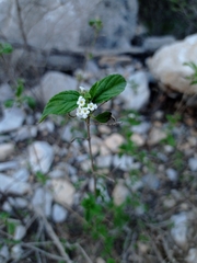 Lantana canescens