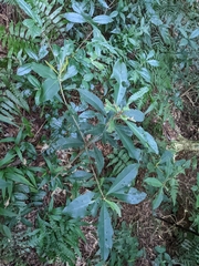Ardisia sieboldii