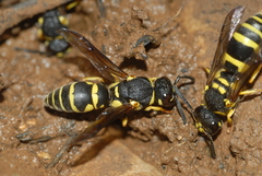 Odynerus reniformis