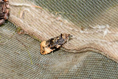 Endothenia gentianaeana