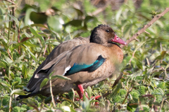 Amazonetta brasiliensis