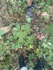 Cryptotaenia canadensis