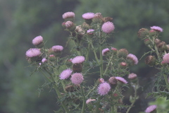 Cirsium japonicum australe