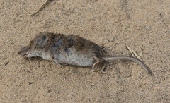 Sorex minutus