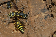Odynerus reniformis