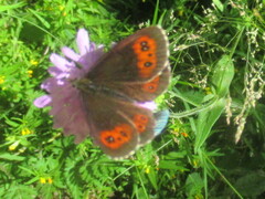 Erebia euryale