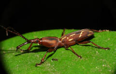 Brentidae