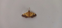 Endocrossis