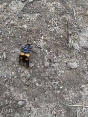 Nicrophorus vespilloides