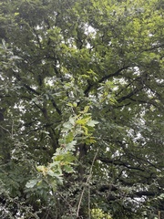 Quercus petraea