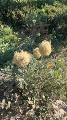 Pulsatilla occidentalis