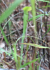Sarracenia rubra