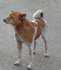 Canis familiaris