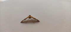 Endocrossis
