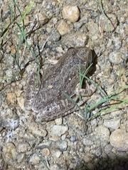 Pseudacris hypochondriaca