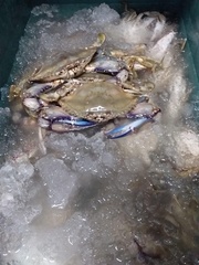 Callinectes bellicosus