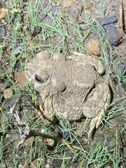 Anaxyrus californicus