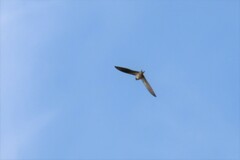 Hirundo rustica