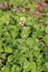 Malva moschata