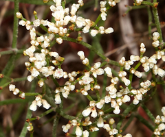 Eriogonum effusum
