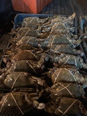 Callinectes bellicosus