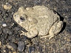 Anaxyrus californicus