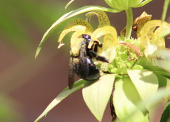 Xylocopa micans