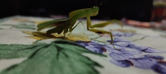 Choeradodis rhombicollis