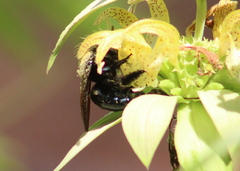 Xylocopa micans