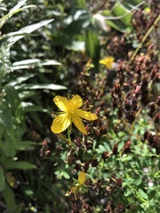 Hypericum kalmianum