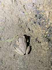 Pseudacris cadaverina