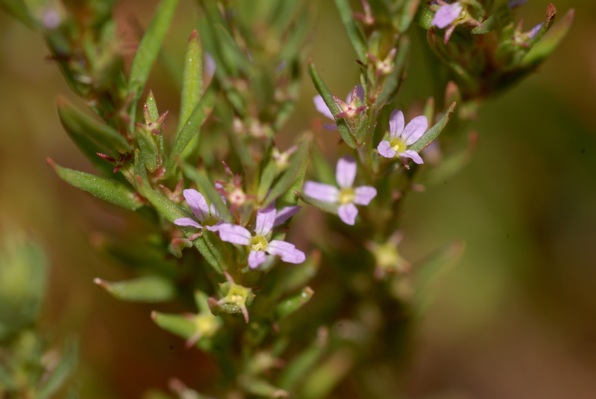 Lythrum thymifolia