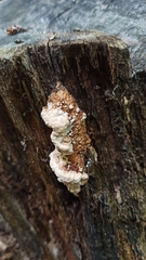 Serpula himantioides