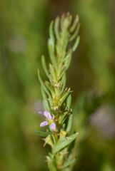 Lythrum thymifolia