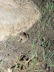 Pseudacris cadaverina