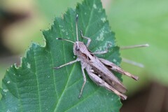 Gomphocerippus rufus