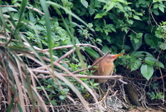 Ixobrychus cinnamomeus