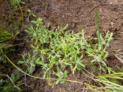 Lepidium coronopus