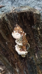 Serpula himantioides