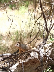 Otospermophilus variegatus utah
