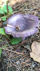 Russula cyanoxantha